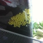 (응가샷주의!)나의 사랑 너의 사랑 금와달팽이