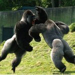 솔직히 우리는 다 우수한 <b>dna</b>아니냐?