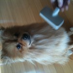 불쌍한 우리강아지 어떡해야 할까요...(포메)+추가