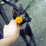 [1탄] 우리집은 동물농장 : 진돗개여동생 고양이오빠편★(사진多)