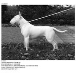 개 전투력 순위