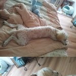 (2탄)천방지축호두와 앵무들의 매력돋는 이야기!!!!!!!!!!...