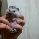 ★★★고도리....고슴도치 나의 고돌<b>신사</b>★★★