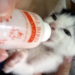 길냥이계의 얼짱 <b>타미</b>를 소개합니다