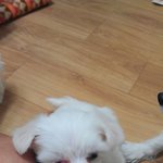 말티즈 <b>미미</b>가 엄마가 되었써요 - 귀요미들