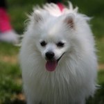 흰솜뭉치 비비안♥♥♥사진多//스압주의//수정^^