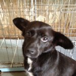 (사진有)평일날 유기견 보호소 봉사갔다왔어요 ㅠ.ㅠ사지마세요 입양하세요...