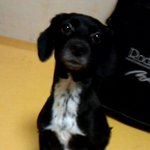 사람인지 개인지 구분이 잘가요(사진有<b>자차</b> 마실래)