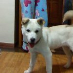 ☆★☆[2탄!!]진돗개 <b>달콤</b>이를 소개함돠~★☆★