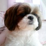 시<b>츄</b>계 우유빛깔 우리 '웅이'♥♥