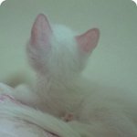 냥이판)):♥ 1탄 엄마꽃잎이진화과정