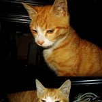 [2탄] 우리집은 동물농장 (사진多)