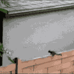 다람쥐의 <b>계산</b>착오...