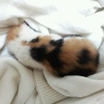 ★후기★도와주세요!!! 버려져있는 아기고양이를 발견했어요/고맙습니당♥