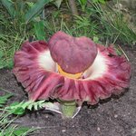 20년만에 핀 '<b>시체</b> 꽃'…