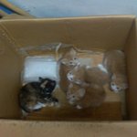 고양이<b>종류</b>좀알려주세요!(사진有)