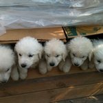 ♡1박2일의 상근이와 <b>동종</b> ( 그레이트 피레네즈)아가들을 분양합니다...