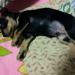 ♥우리 <b>홍씨</b>를 소개합니다♥