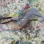 사진 혐오주의!!! 물고기 정체를 알려주세요!