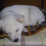 우리집 막내 두부를 소개합니다(스압조심)