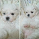 ★ 우리집의 서열2순위 개깜찍한 우리 <b>별</b>이 ★