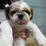 경남 통영에서 시<b>츄</b> 여자아이 주인 찾아요