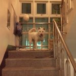 ☆★☆[3탄!!]진돗개 달콤이를 소개함돠~★☆★