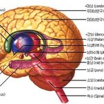 ▶▶▶모든아이돌<b>뇌</b>구조(매력<b>터짐</b>)◀◀◀