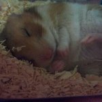 먹잠먹잠 햄스터 릴리♩