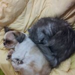 저희 시츄 찾아요(강북구 <b>수유동</b>)