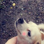 ♥♥기숙사앞에 버려진 우리 <b>양양</b>이이야기♥♥