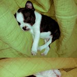 [3탄] 우리집은 동물농장 : 뭉치 보스턴테리어 편★(사진多)