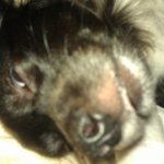 사람인지 개인지 구분 잘해요(사진有르스<b>윌리스</b>)