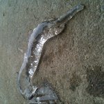 바다에서 이상한거 건졌는데(수정+동영상)