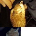 [귀<b>염주</b>의] 고양이가 얼마나 귀여운지 아세요?