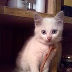 ★우리집 고양이 마루코를 소개합니당^^★