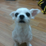어쩜 하는짓이