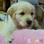 (♥개판♥) 울집 귀요미 골든리트리버 개보리♥