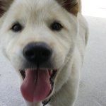 ♥2탄-표정많은 우리 진도리♥