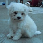 마르티즈 강아지 <b>분양</b>~