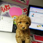 두얼굴의 강아지 (귀염폭발주의!)