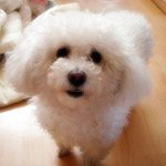 10년 동거동락 마니와의 스토리(사진有느님)