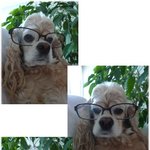 ★둥둥이 견맥도(?)       ★ 사진有 ★