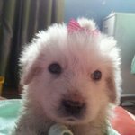 ★★1박2일 상근이 <b>동종</b> 강아지 흰수니 소개해용^0^~★★