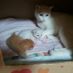 냥이판)):♥ 2탄 약속대로 꽃잎이 아깽이들