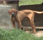 이유없이 <b>산속</b>에 방치되어 고통속에 사는 강아지들을 아시나요?