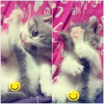 우리집 기절고양이