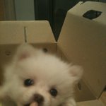 ♥사랑스러운 화이트<b>포</b><b>메</b> 우리콩콩이~~♥