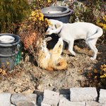 [4탄] 우리집은 <b>동물</b>농장 : 가가 사진추가 편★(사진多)