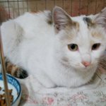 [<b>개냥</b>하우스] 여기가 사람 집이야 동물의 집이야? 1탄